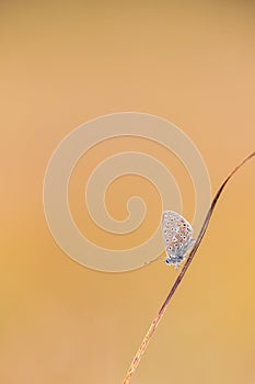 Fragile. Butterfly on a straw