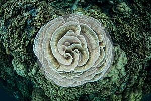 Fragile Coral Colony