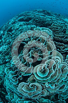 Fragile Coral Reef Bleaching