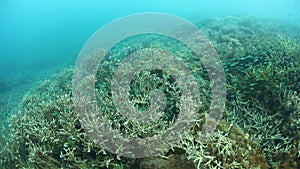 Fragile Coral Reef and Fish in Raja Ampat