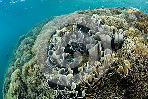 Fragile Coral Reef in Komodo National Park