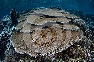 Fragile Coral Reef in Raja Ampat