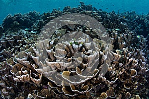 Fragile Corals Grow in Raja Ampat