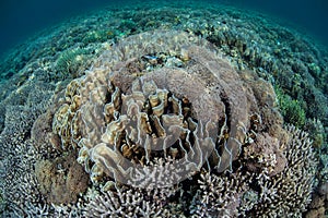 Fragile Corals Grow on a Shallow Reef