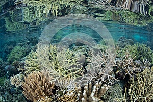 Fragile Corals Mirrored in Calm Water in Raja Ampat