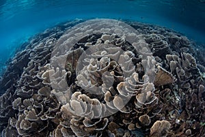 Fragile Corals in Shallow Water in Indonesia