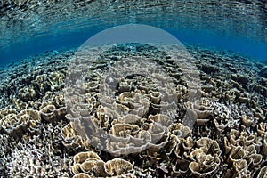 Fragile Corals in Shallows