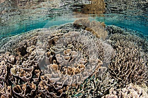 Fragile Corals in Shallows of Komodo National Park