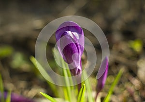 Fragile Crocus