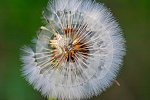 Fragile Dandelion blowball flower macro in spring backlight shows the natural vulnerability and lightness of dandelion seeds