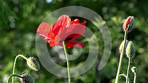 Fragile, delicate creature.In the garden blossom poppies.Poppy buds blossom.