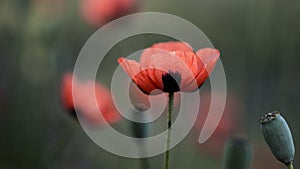 Small, sunny, poppy flowers. Wild flower in all its glory.