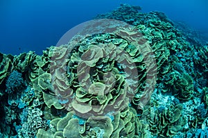 Fragile Foliose Corals in Micronesia