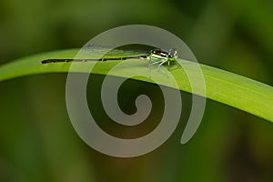 Fragile Forktail - Ischnura posita