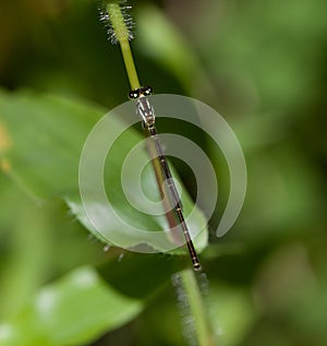 Fragile Forktail