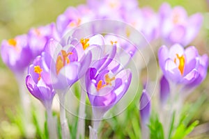 Fragile and gentle violet crocus spring flowers