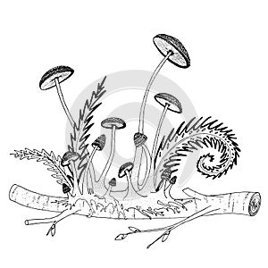 Fragile mushrooms growing from a twig, with ferns, buds and stems. Hand drawn illustration for coloring books.