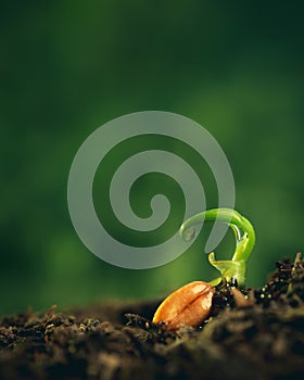 Fragile new life of a tiny little plant seedling sprouting in dark soil with copy space for text. Earth day or nature background