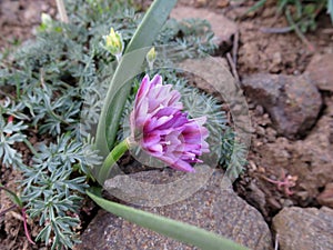 Fragile Onion - Allium scilloides