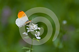 Fragile orange and white butterfly, Anthocharis cardamines