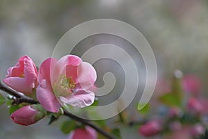 Fragile pink apple flowers on a blurred background.