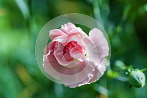 Rosa garofano sul verde 