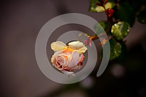 A fragile pink rose cathing sun beam on cold autumn day. Real natural backround