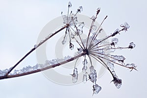 Fragile plant covered with ice and snow crystals