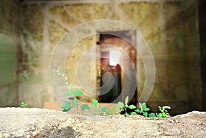 Fragile plant growing in an abandoned house