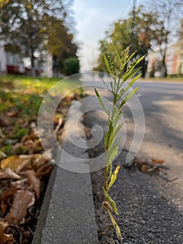 a fragile plant has sprouted through the asphalt on a treet