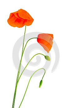 Fragile poppies