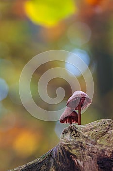 Fragile psathyrella mushrooms on an old trunk