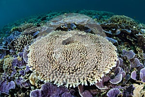 Fragile Reef in Indonesia