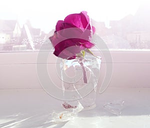 Fragile rose in a piece of an ice