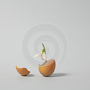 Fragile Snowdrop grows in a broken egg shell. A Spring Overture composition on pastel background photo