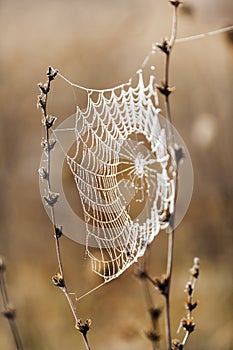 Fragile spider net in early in a foggy wet and cold morning photo