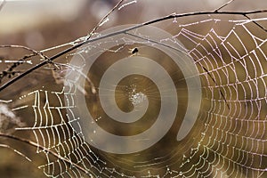 Fragile spider net in early in a foggy wet and cold morning photo