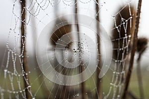 Fragile spider net in early in a foggy wet and cold morning photo