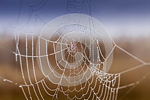 Fragile spider net in early in a foggy wet and cold morning photo