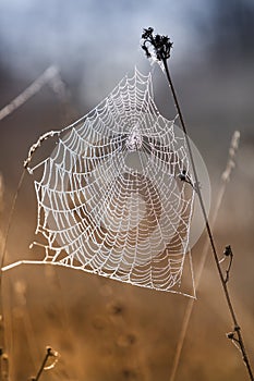 Fragile spider net in early in a foggy wet and cold morning photo