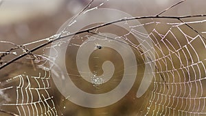 Fragile spider net in early in a foggy wet and cold morning