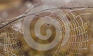 Fragile spider net in early in a foggy wet and cold morning