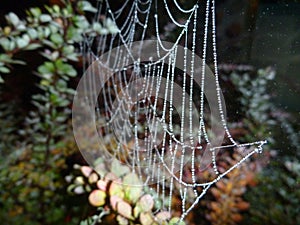 Fragile spider web on a branch in the night