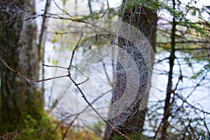 Spider web detail with a morning dew