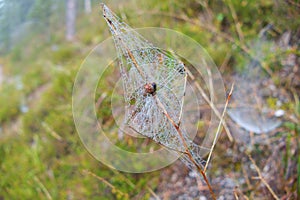 Spider web detail with a morning dew