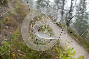 Spider web detail with a morning dew