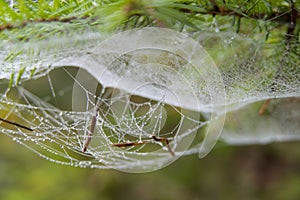 Spider web detail with a morning dew