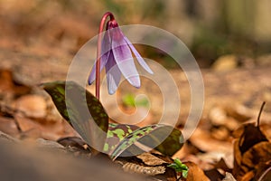 The fragile spring flower, the dogtooth violet