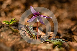 The fragile spring flower, the dogtooth violet