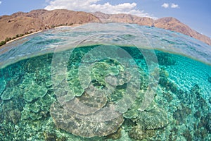 Fragile Table Corals Thrive in Komodo National Park